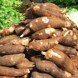 Kappa (Tapioca)